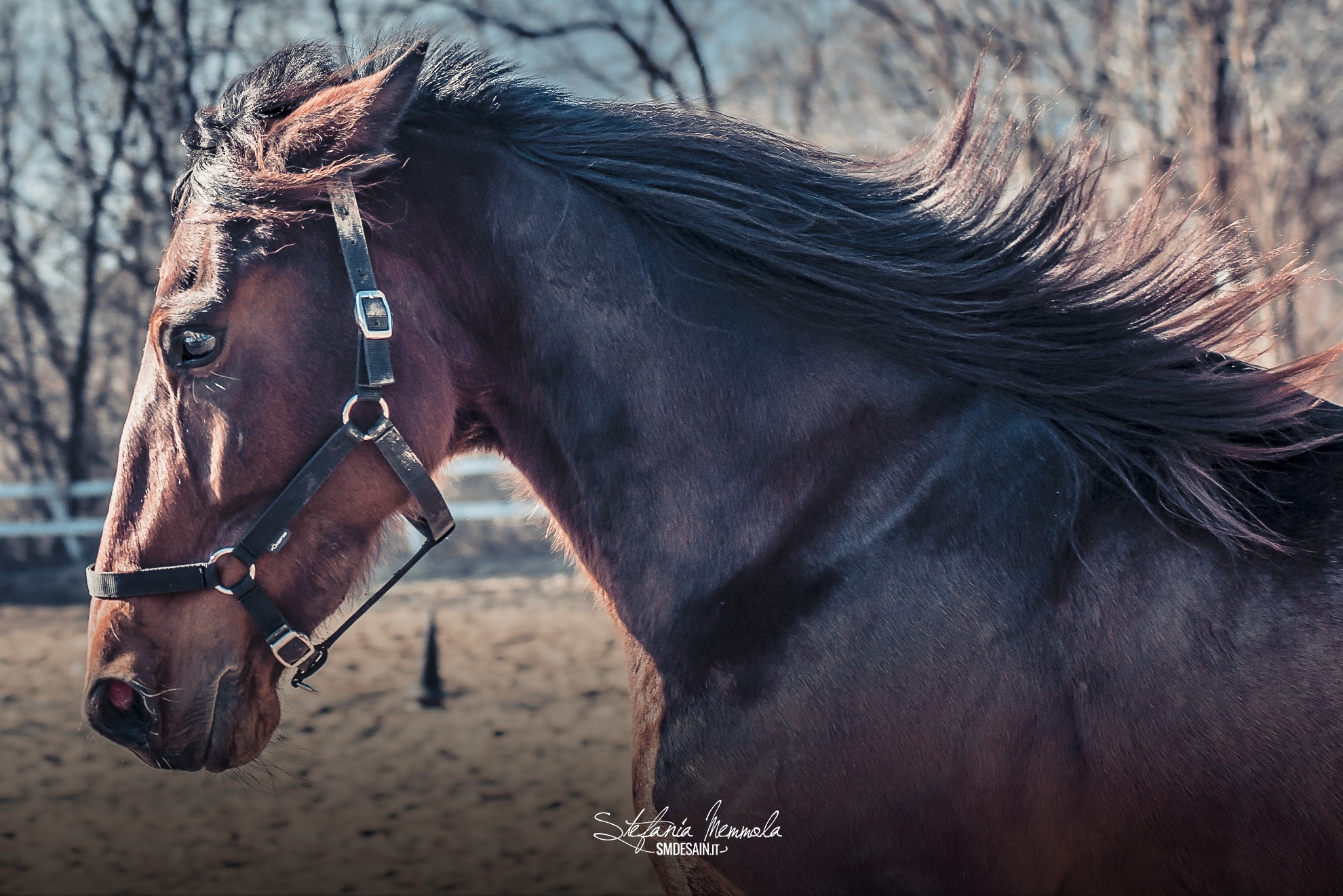 horse photography: la cassa